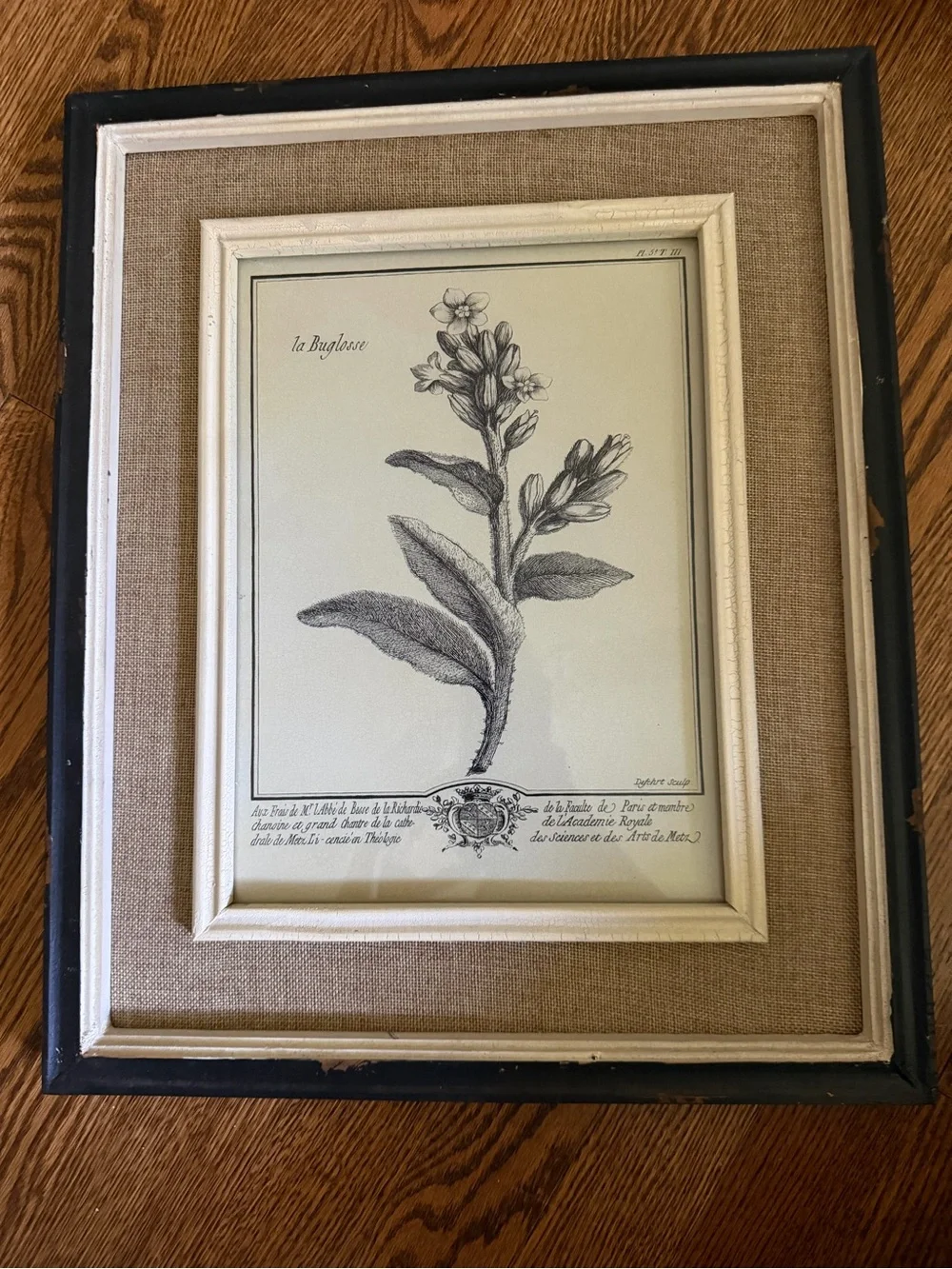 Uttermost Black, Cream & Brown Framed Botanical Print